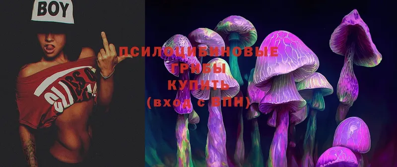 Псилоцибиновые грибы Cubensis  Боровск 